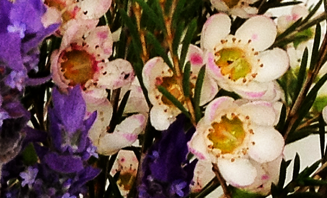 Flowers from the opening talk